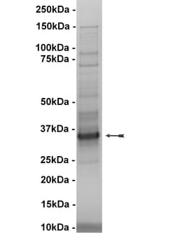 Eurofins DiscoverX PLK3 Protein, Active 10 &mu;g | Buy Online | Eurofins DiscoverX | Fisher Scientific